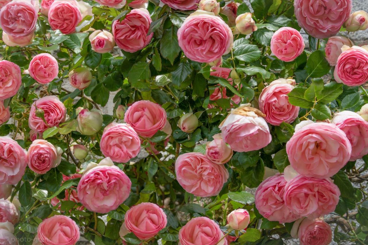 Maison D'Hotes De Charme La Rose De Ducey Pres Du Mont Saint Michel ภายนอก รูปภาพ